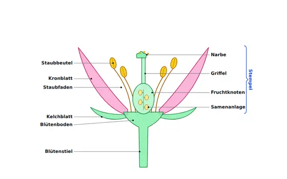 Tafel-Vorlage Blüte im Längsschnitt