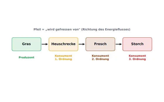 Tafel-Vorlage Nahrungskette